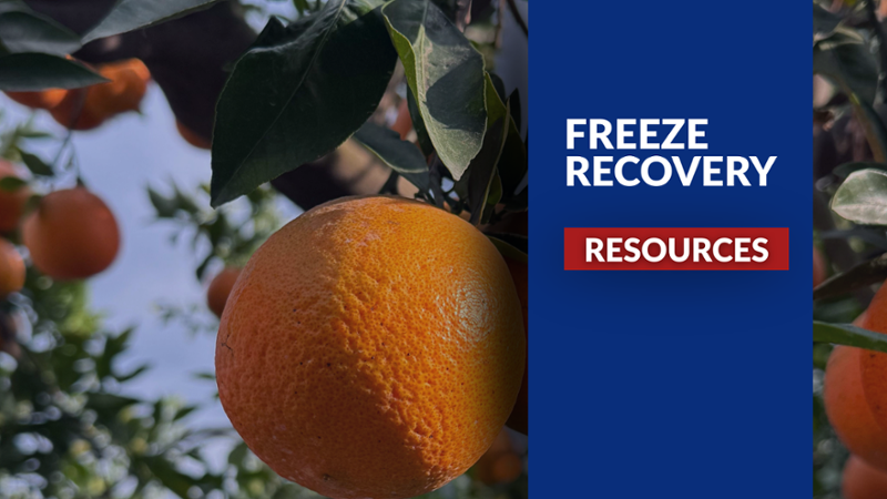 After the Freeze: Support for Florida's growers-1