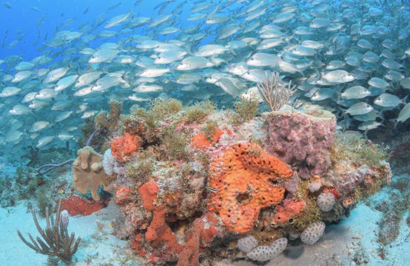 Bill Introduced to Protect Coral Reefs-1