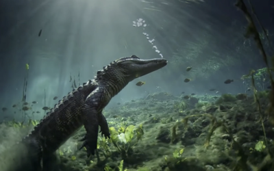 Week In Review: July 17 – 23 | Big Win For The Everglades