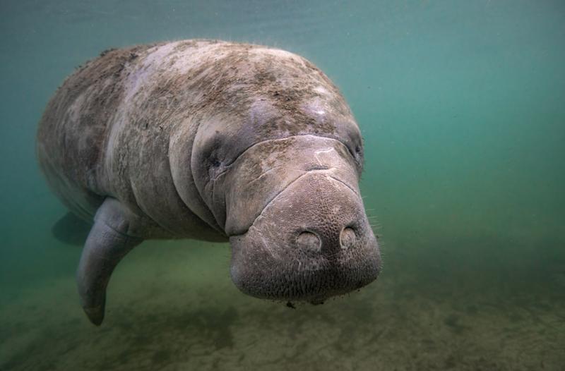 New Legislation Introduced to Protect Manatees