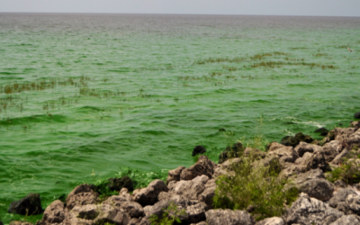 A Step Closer to Cleaner Coasts