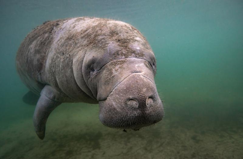 Good News for Manatees