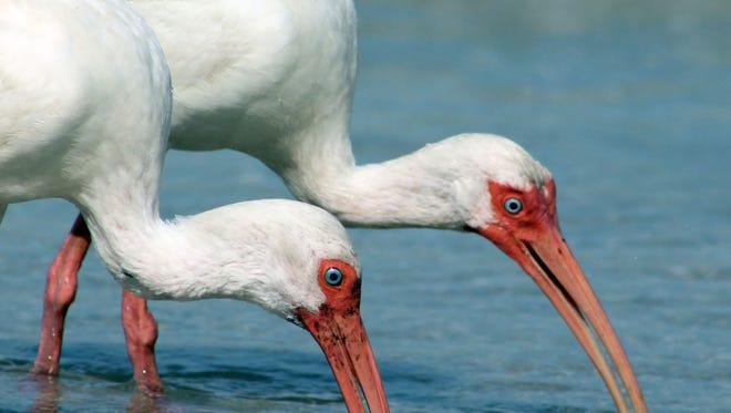 The Fight For Everglades Restoration Continues