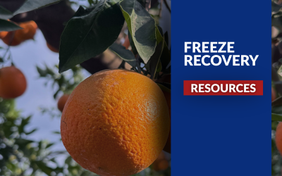 After the Freeze: Support for Florida’s growers