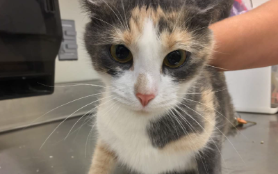 USDA Ends Deadly Kitten Experiments