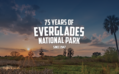 The Everglades Is A Timeless Beauty