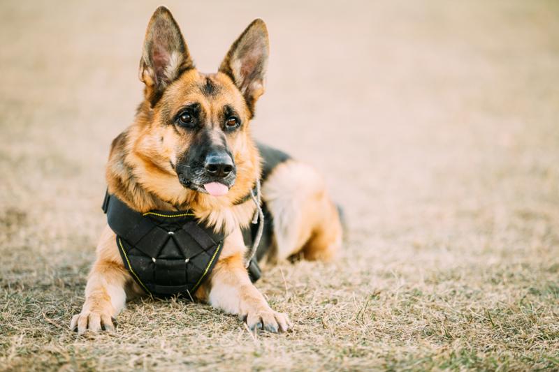 Service Dog Makes A Difference