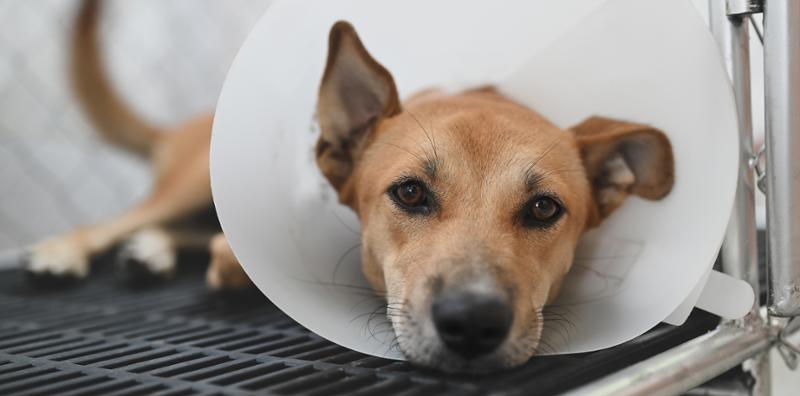 It’s Time to Stop Cruel Experiments on Dogs