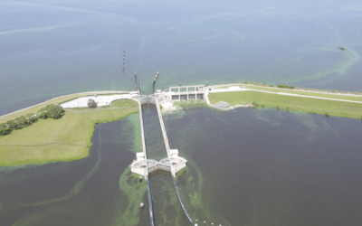 CDC: 92% of Animals That Got Ill From Toxic Algal Blooms Died