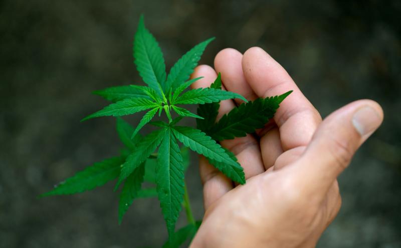 Decriminalize Marijuana at the Federal Level