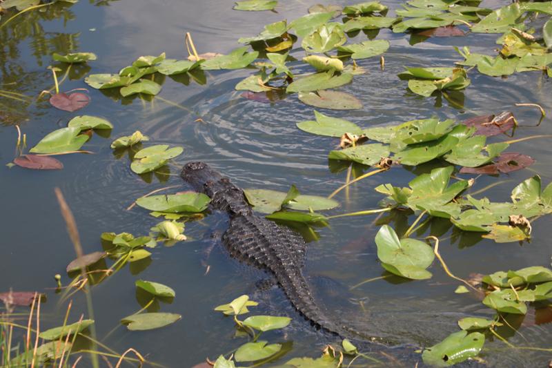 Everglades Restoration Is A Bipartisan Priority