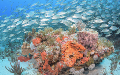 Bill Introduced to Protect Coral Reefs