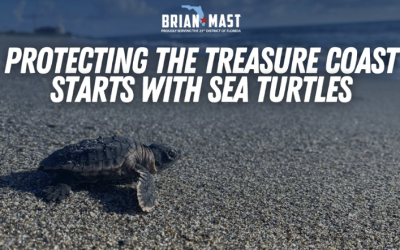 Protecting Our Sea Turtles