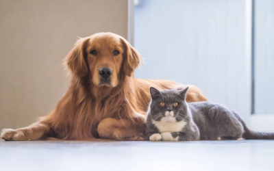 Good News For Animals