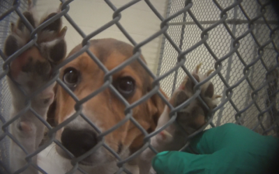 Stop Cruel And Unnecessary Experiments on Animals