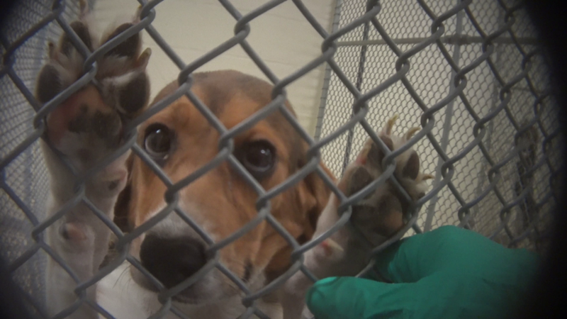 Stop Cruel And Unnecessary Experiments on Animals-1