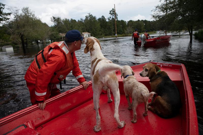 Keeping Our Pets Safe During Natural Disasters