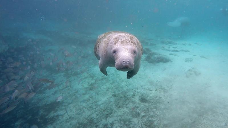 Manatees Are The Canary in The Coal Mine