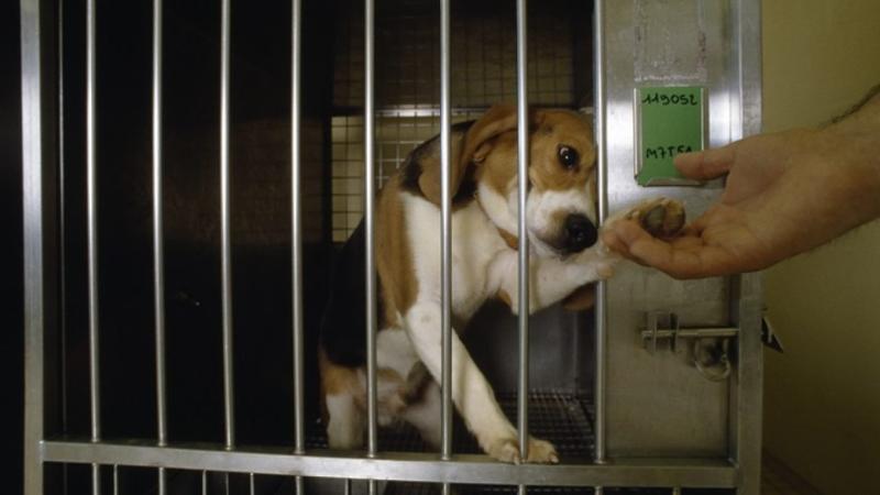 Stop Cruel and Inhumane Experiments on Dogs