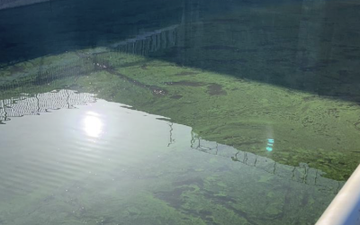 WARNING: Toxic Algae Alert