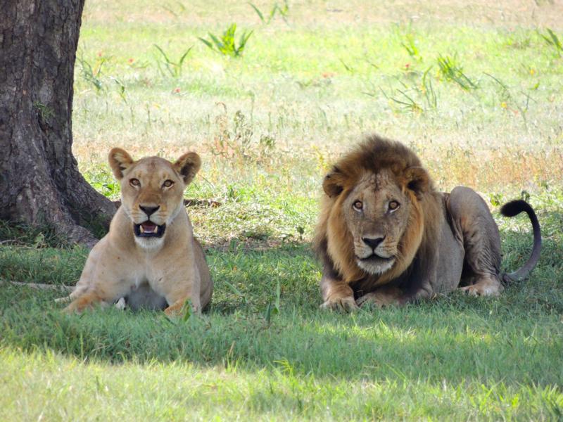 Bill Passed: Protecting Our Wildlife