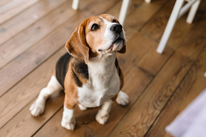 Save Dogs from Deadly Experiments